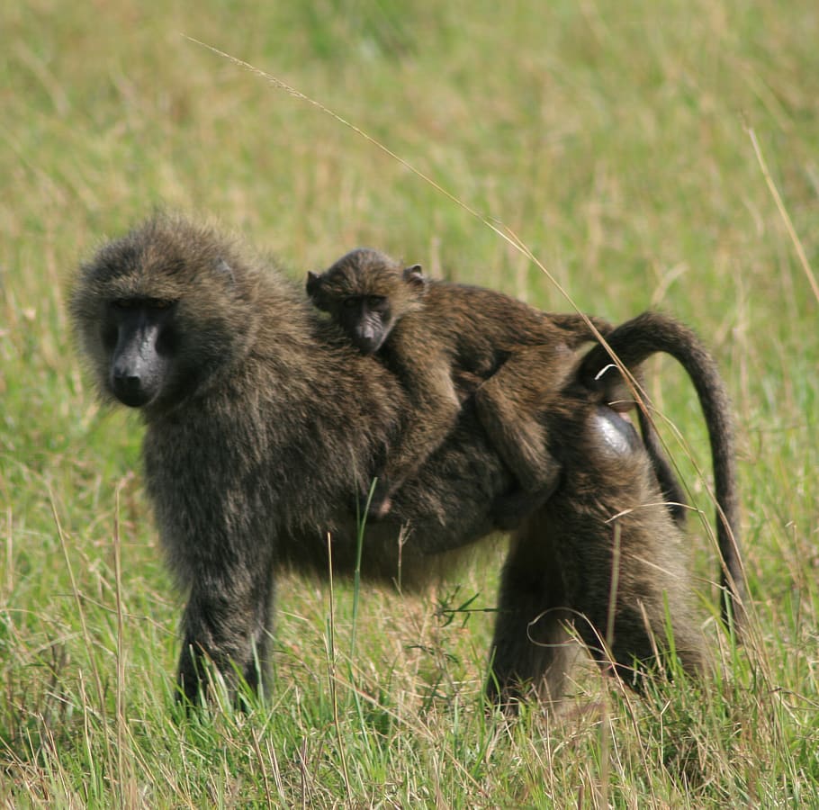 kenya, baboons, parenting, mother, monkey, baby, animal themes, HD wallpaper