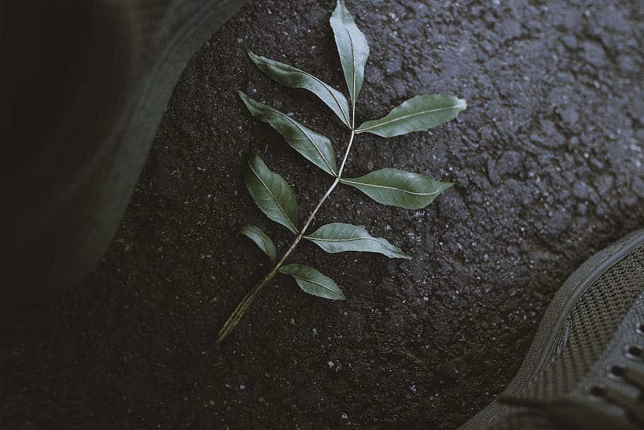 moody, green, texture, sidewalk, asphalt, leaf, plant part HD wallpaper