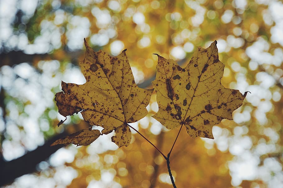 trees, nature, forest, fall, seasons, leaves, leaf, plant part HD wallpaper