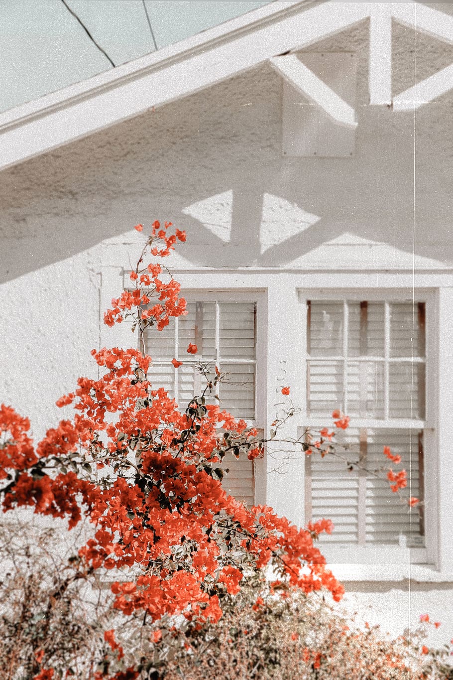 pink-petaled flower, architecture, built structure, building exterior HD wallpaper