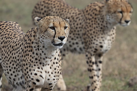 two brown cheetas, cheetah, wildlife, mammal, animal, kenya, jaguar HD wallpaper