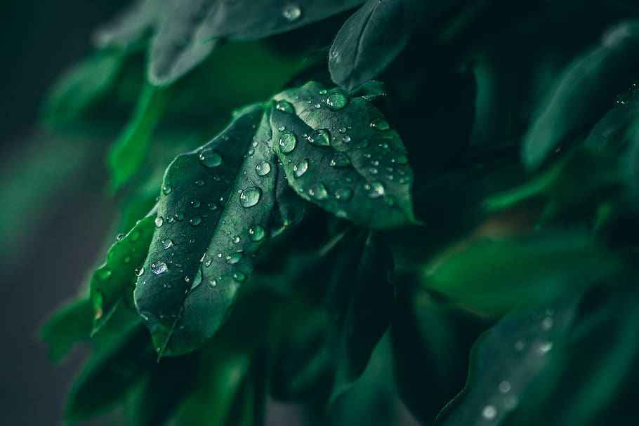 germany, lich, eberstadt, green, plant, rain, drops, focus HD wallpaper