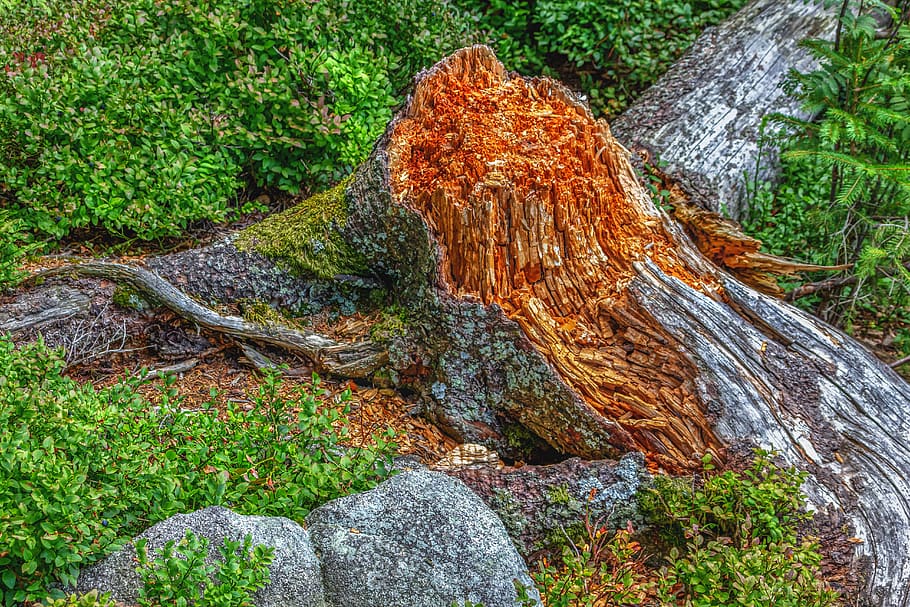 tree stump, nature, weathered, forest, green, forestry, wood HD wallpaper