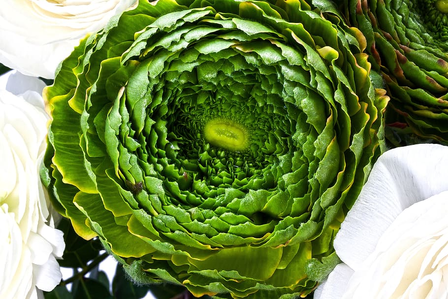 ranunculus, blossom, bloom, spring, nature, plant, yellow, green HD wallpaper