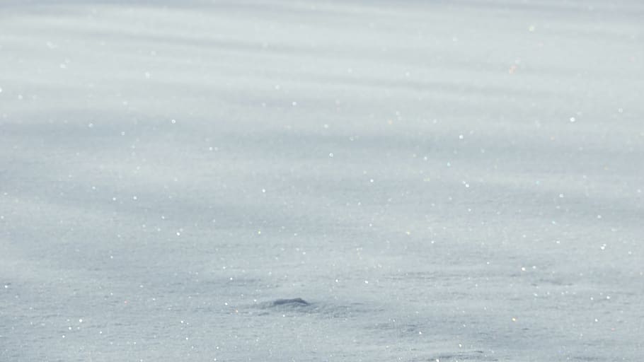 snow field during daytime, animal, bird, waterfowl, mammal, wildlife HD wallpaper