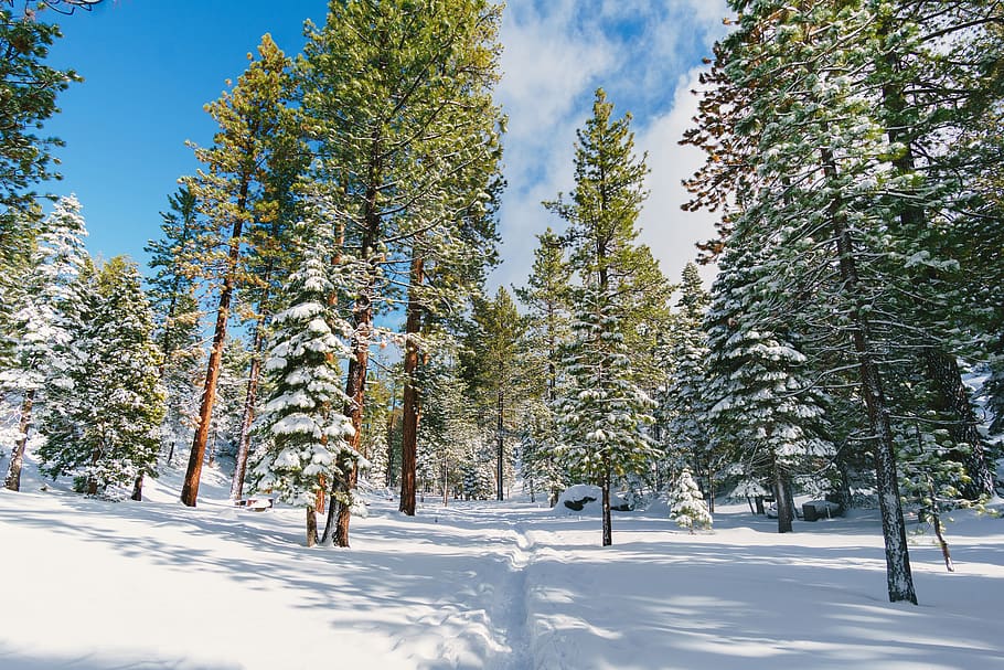 green pine trees during daytime, plant, abies, fir, conifer, lake tahoe HD wallpaper