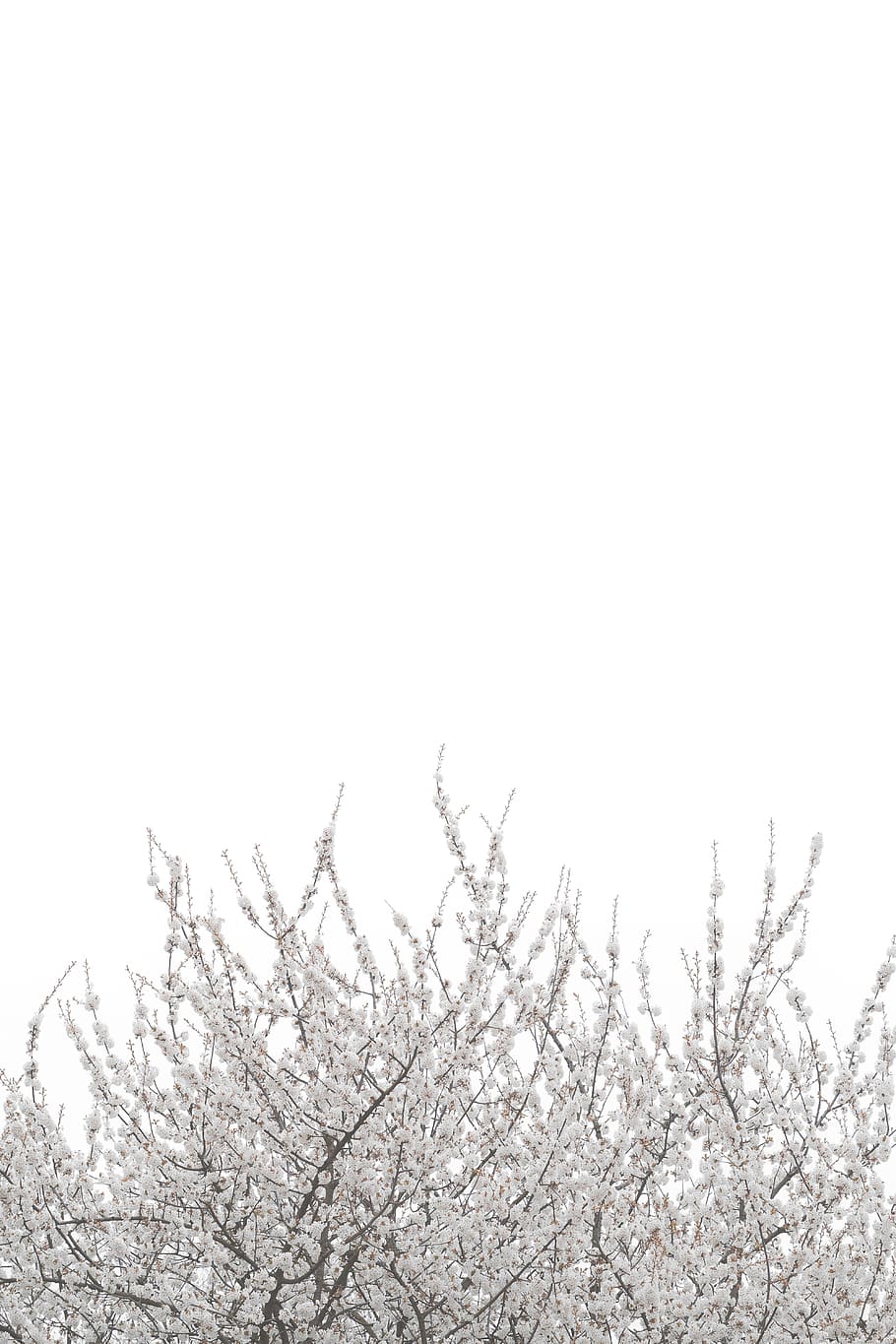 white cherry blossoms, sky, plant, beauty in nature, no people HD wallpaper