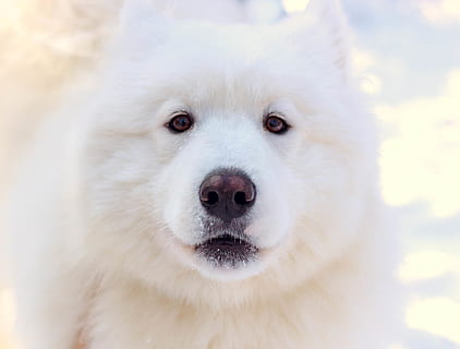 white wolf, pet, dog, canine, mammal, animal, white dog, eskimo dog HD wallpaper