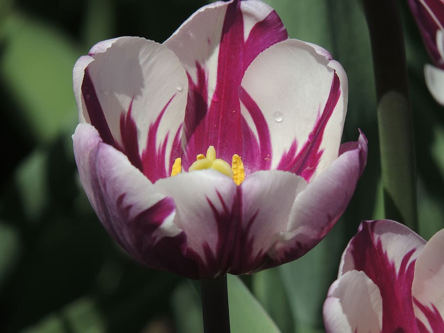 tulip, flower, purple flower, tulip fest, albany, flowering plant, HD wallpaper