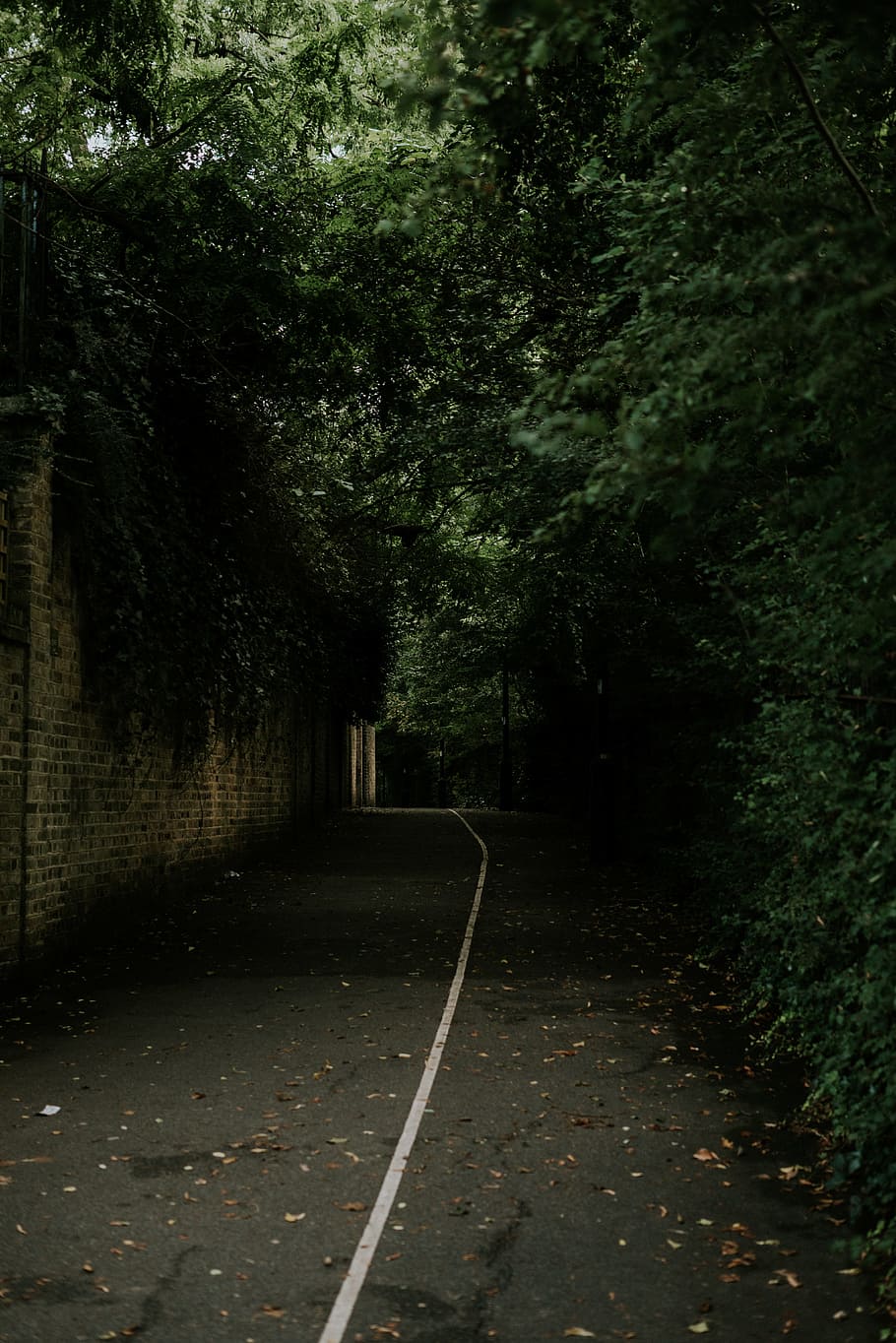 pavement between brick wall and trees, road, street, path, plant HD wallpaper