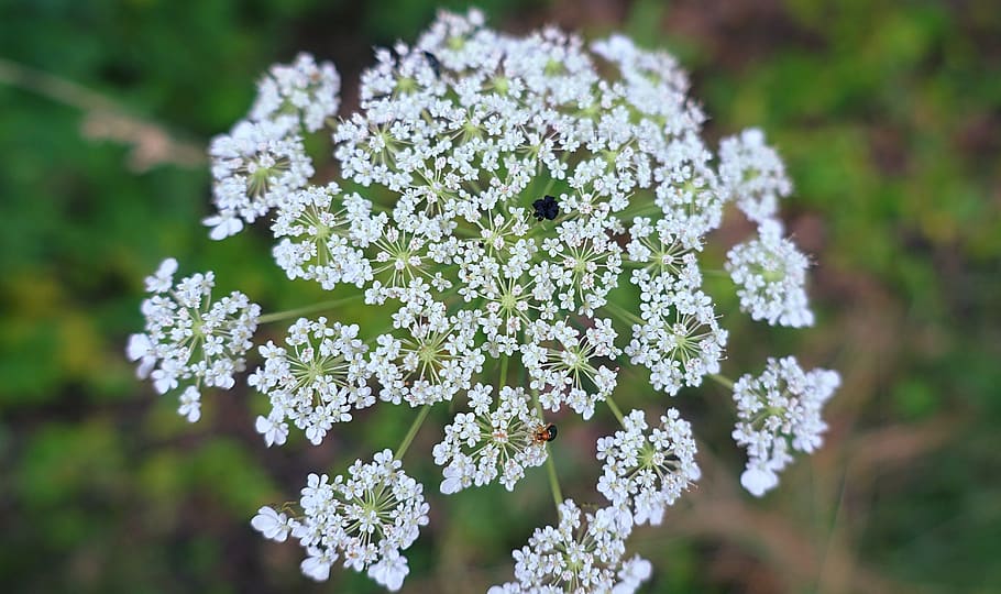 flower, micro, macro, nature, white, lace, bug, green, cameron ballard HD wallpaper