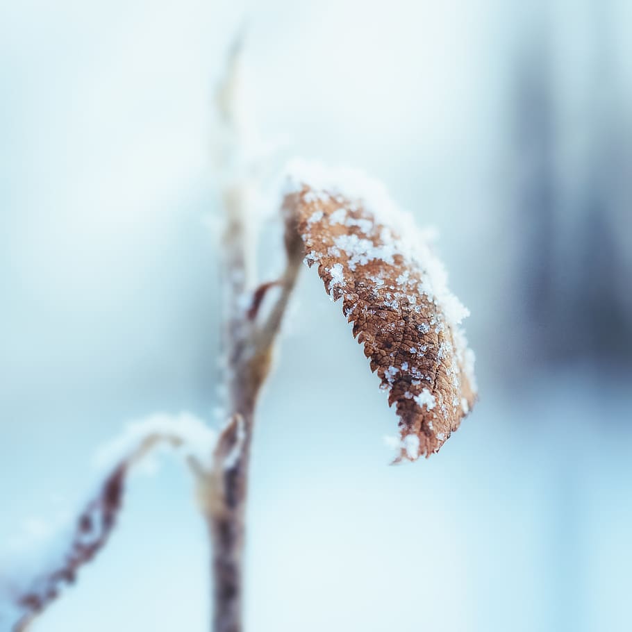 withered leafs, nature, ice, outdoors, invertebrate, animal, insect HD wallpaper