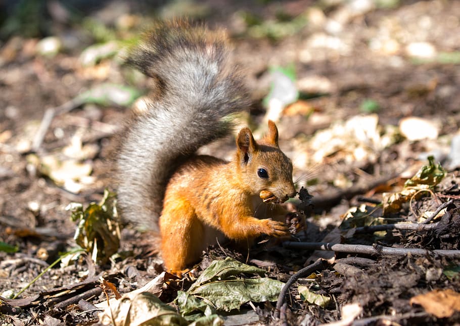squirrel, animals, autumn, tail, walnut, rodent, eating, fur HD wallpaper