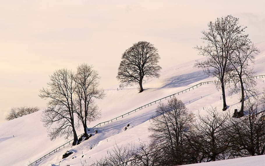 landscape, tree, plant, snow, tree trunk, nature, outdoors, switzerland HD wallpaper