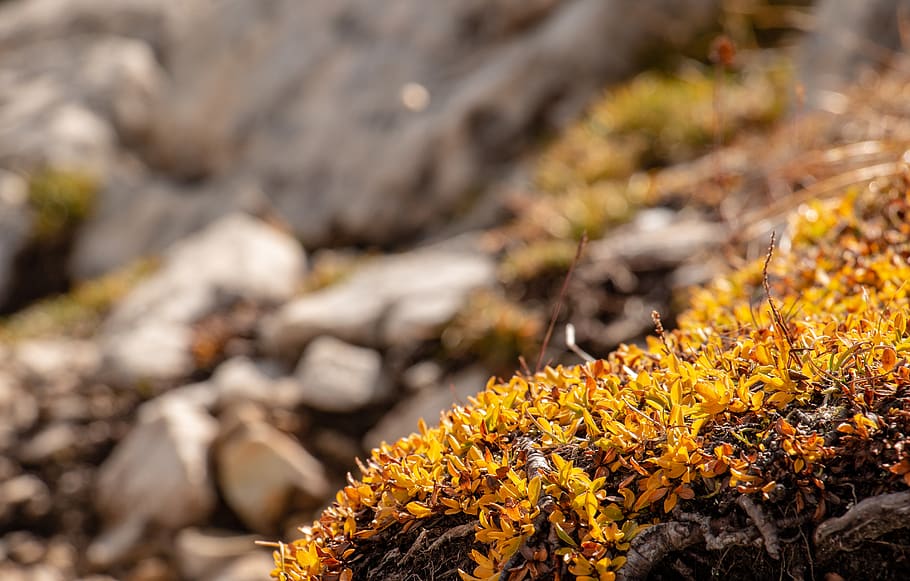 plant, nature, growth, beauty in nature, day, no people, yellow HD wallpaper