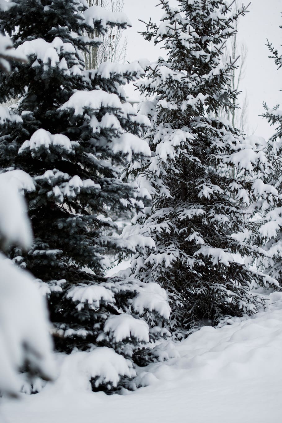 pine trees covered with snow during daytime, plant, abies, fir HD wallpaper