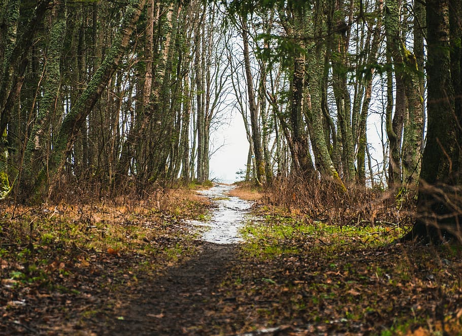 ground, path, plant, tree, trail, tree trunk, outdoors, nature HD wallpaper