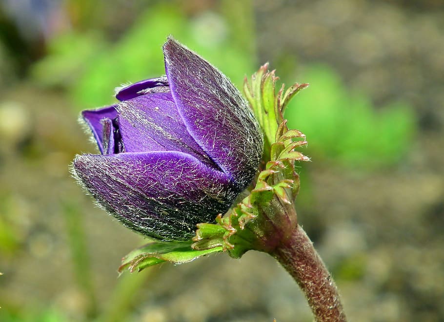 anemone, bud, flower, blue, thriving, garden, nature, closeup, HD wallpaper