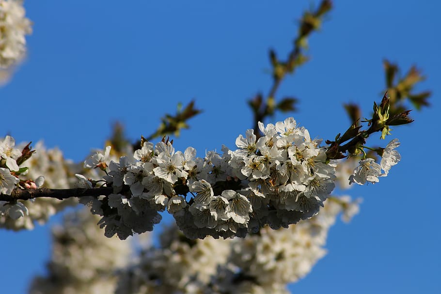 flowers, spring, nature, spring blossoms, branch, april, spring awakening HD wallpaper
