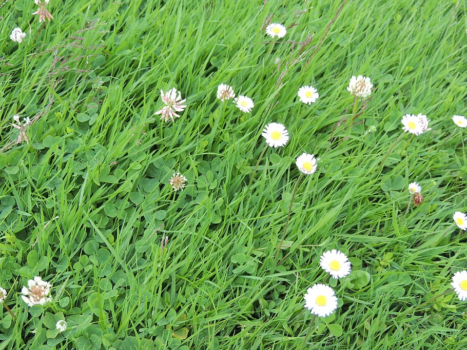 grass, green, daisy, plant, flower, flowering plant, growth HD wallpaper