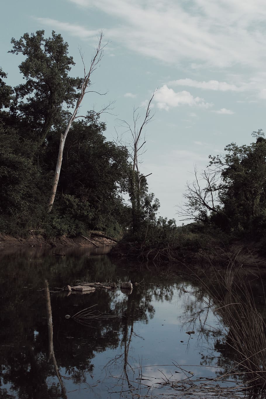 trees, swamp, nature, river, explore, adventure, wanderlust HD wallpaper