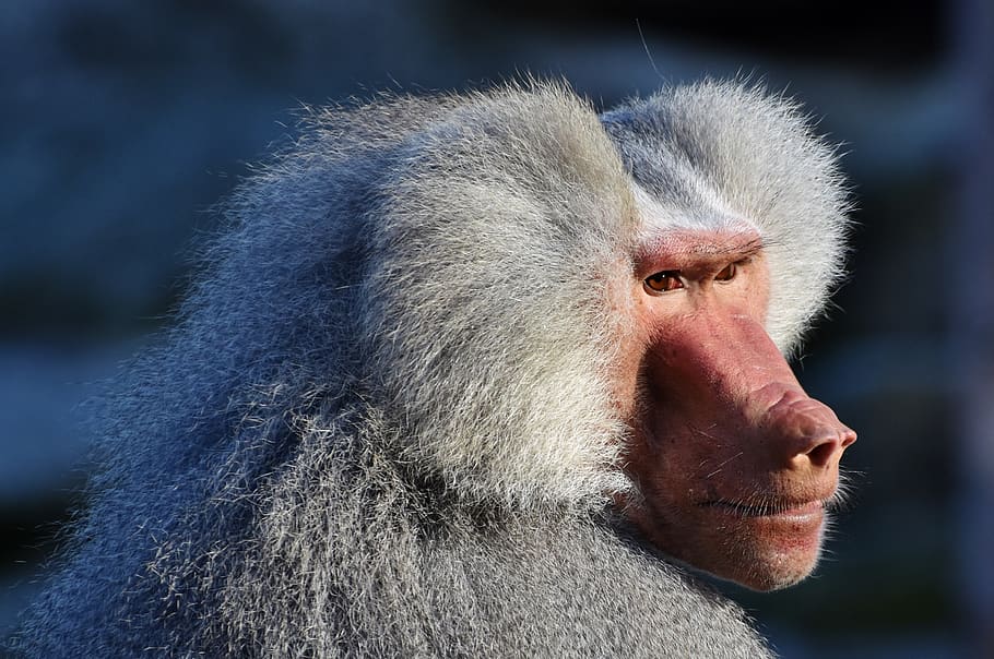 baboon, monkey, primate, creature, grey, animal, nature, zoo HD wallpaper
