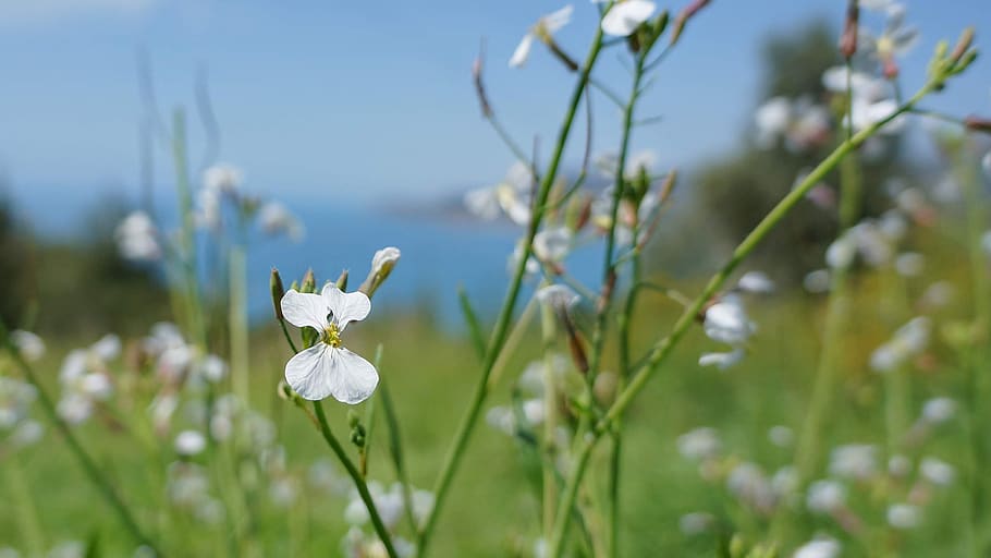 flower, white, nature, spring, plant, garden, flowering plant HD wallpaper