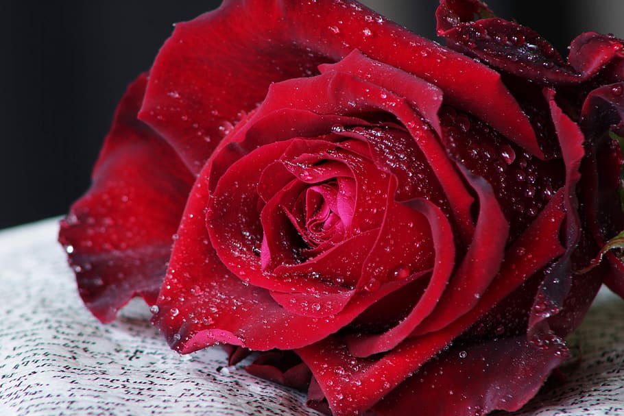 red rose, book, feeling, passion, flower, drops, rose blooms HD wallpaper