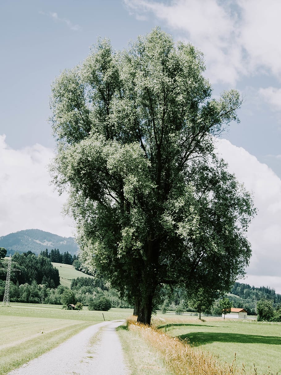 tree, alps, plant, sky, road, cloud - sky, nature, growth, direction HD wallpaper