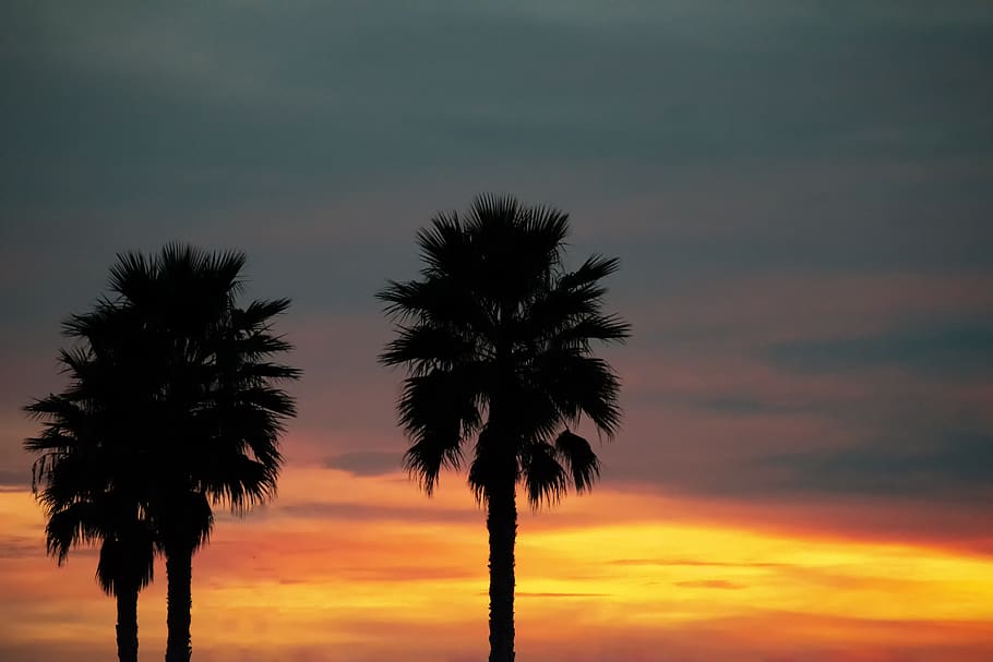 palms, dawn, sky, clouds, totana, murcia, sunset, palm tree HD wallpaper