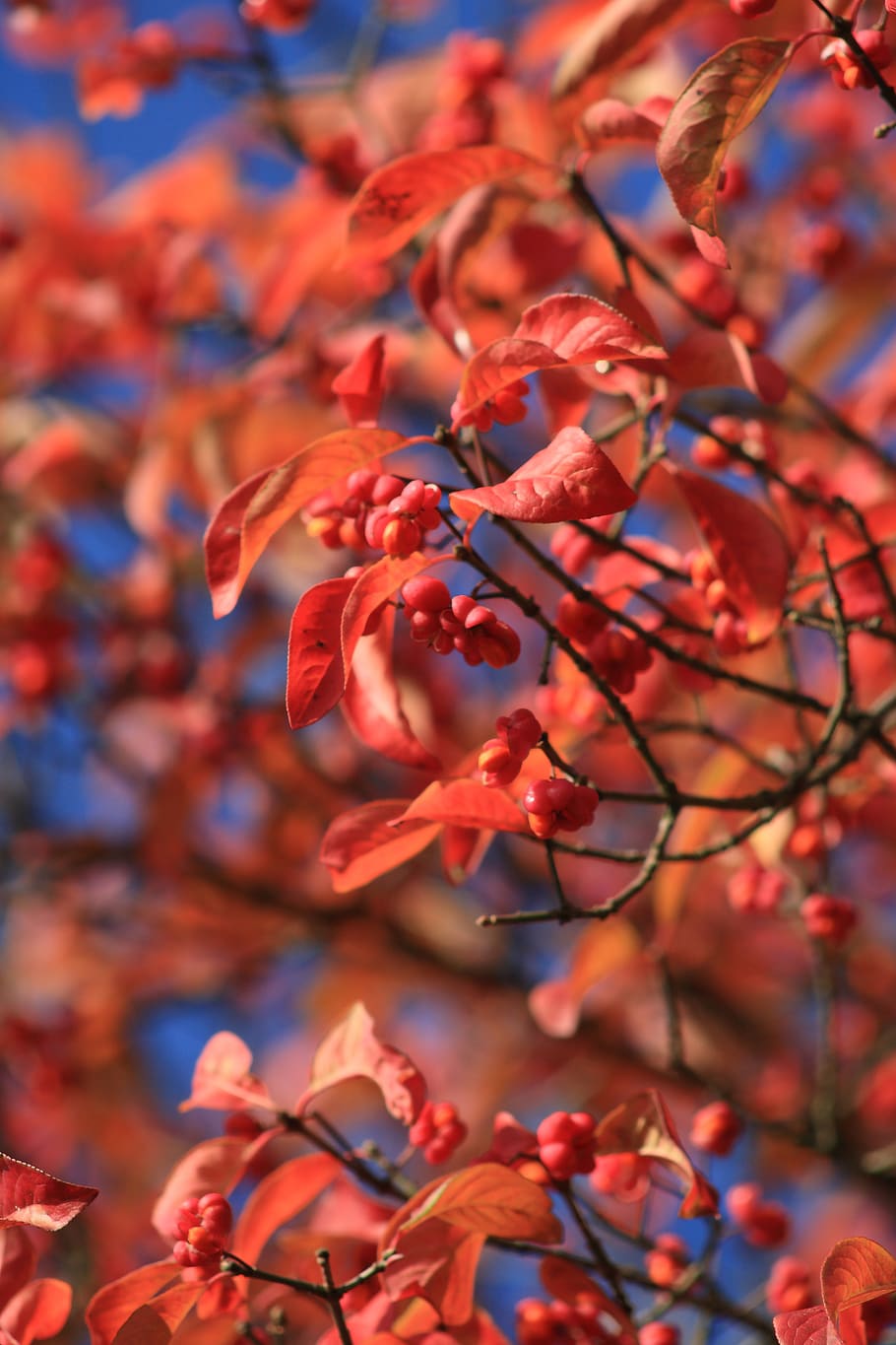 leaves, autumn, fall, red, berry, growth, beauty in nature HD wallpaper