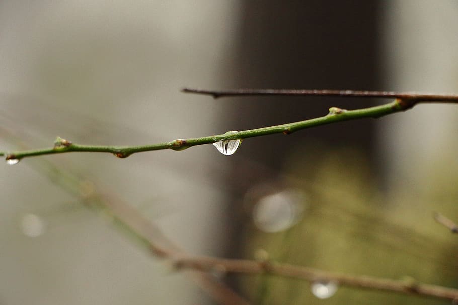 green twig, turkey, rumelifeneri, moss, plant, flora, grass, conifer HD wallpaper