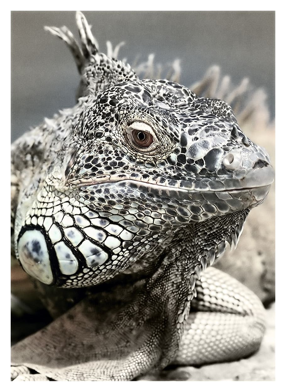 Black and White Reptile in Macro Photgraphy, animal, close-up