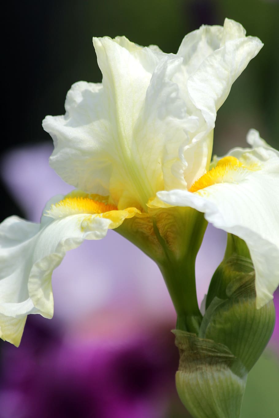 iris, flower, beautiful, nature, garden, bloom, bright, spring HD wallpaper