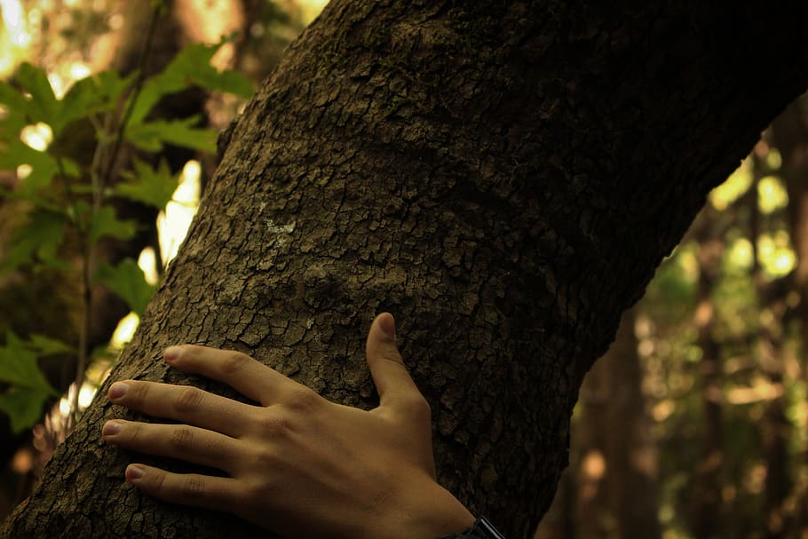 nature, touch, hand, gentle, we are one, return, life, tree, HD wallpaper