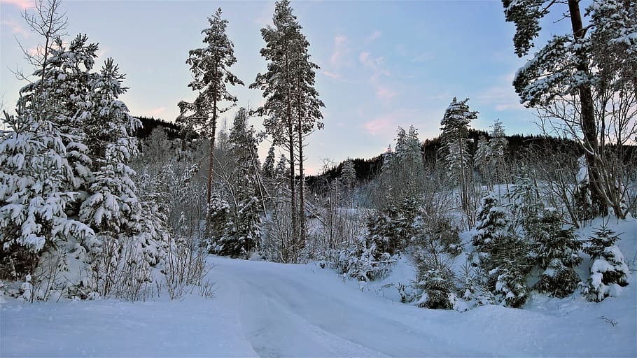 Tall Trees Covered With Snow Near Cliff, cold, conifer, daylight HD wallpaper