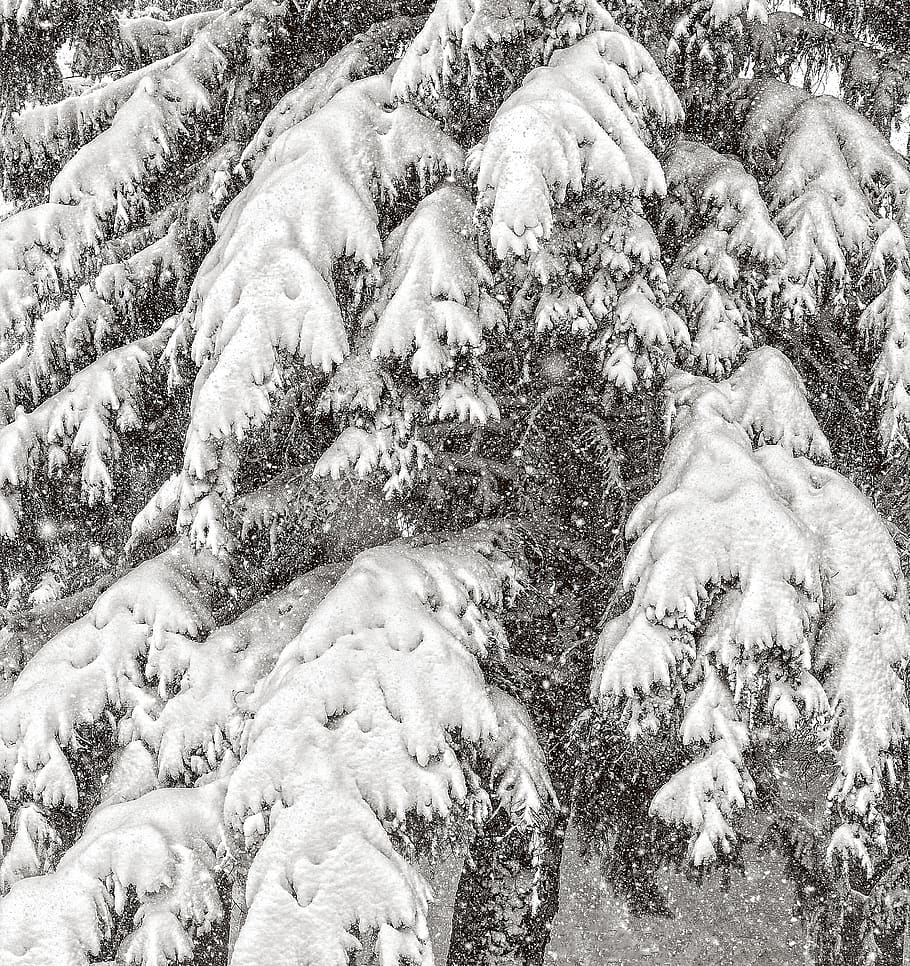 spruce, snow, abstract, winter, tree, snowy, no people, nature HD wallpaper