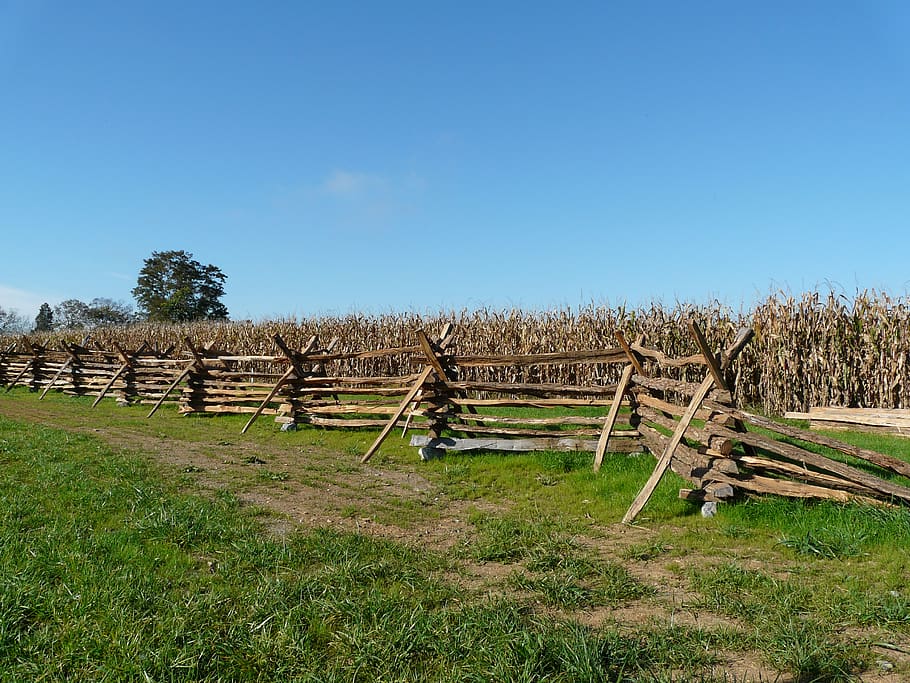 fall, fence, splitrail, corn, harvest, plant, sky, grass, clear sky HD wallpaper
