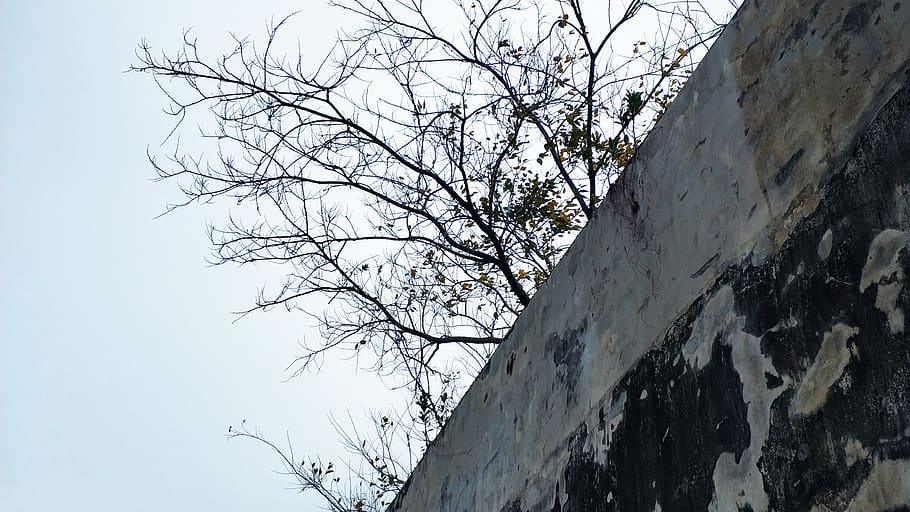 shenzhen shi, china, low angle view, tree, bare tree, branch