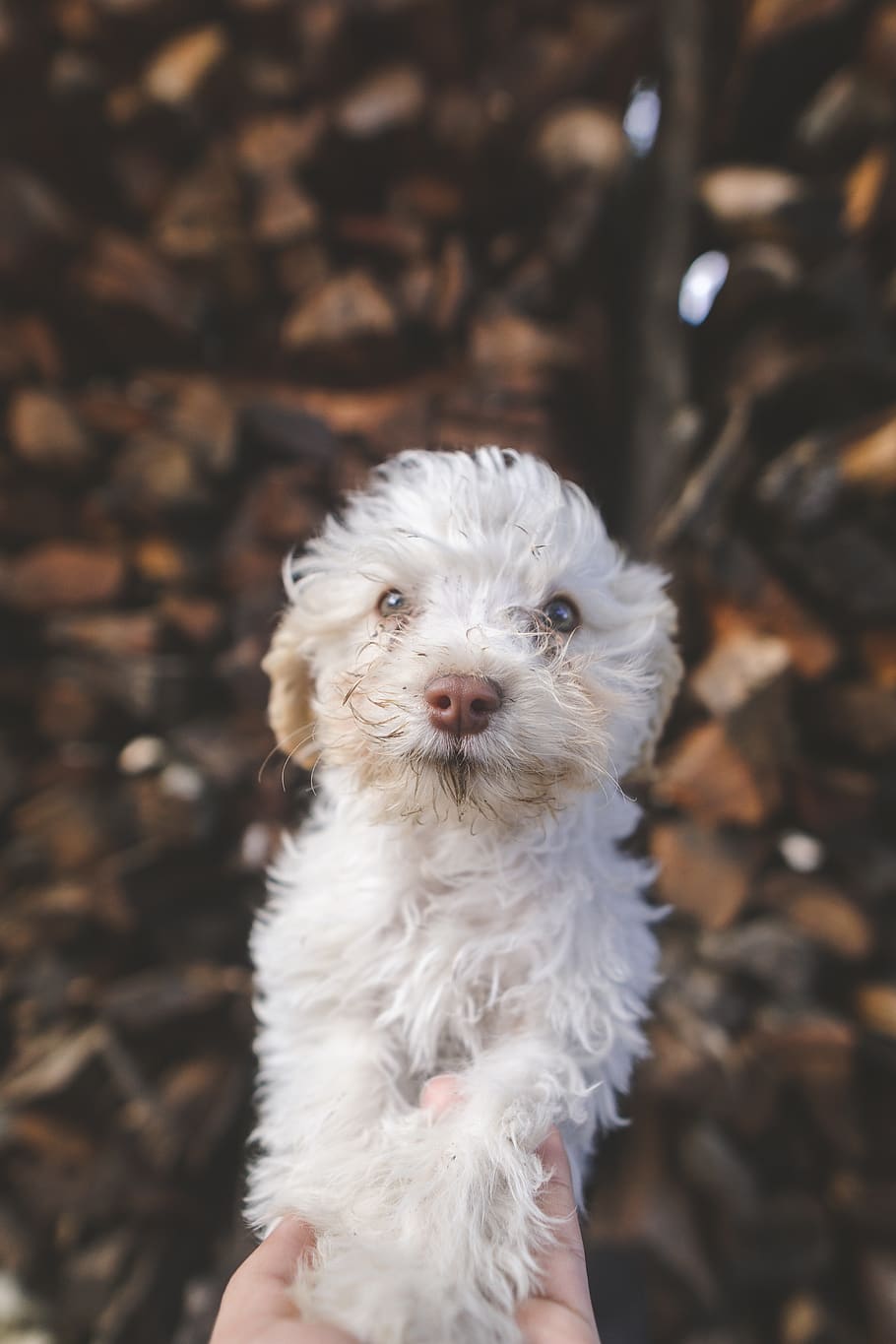 white puddle, dog, mammal, animal, pet, canine, poodle, puppy HD wallpaper