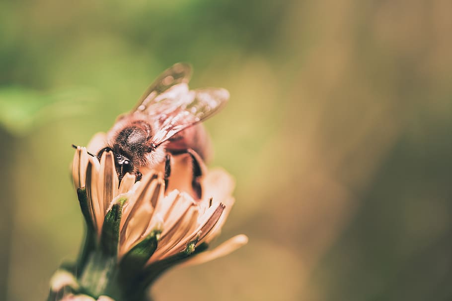 insect on flower, animal themes, invertebrate, animal wildlife HD wallpaper