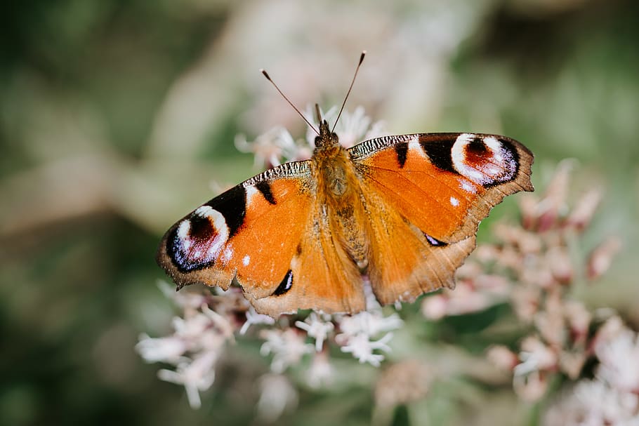 orange and black moth, insect, invertebrate, animal themes, animal wildlife HD wallpaper
