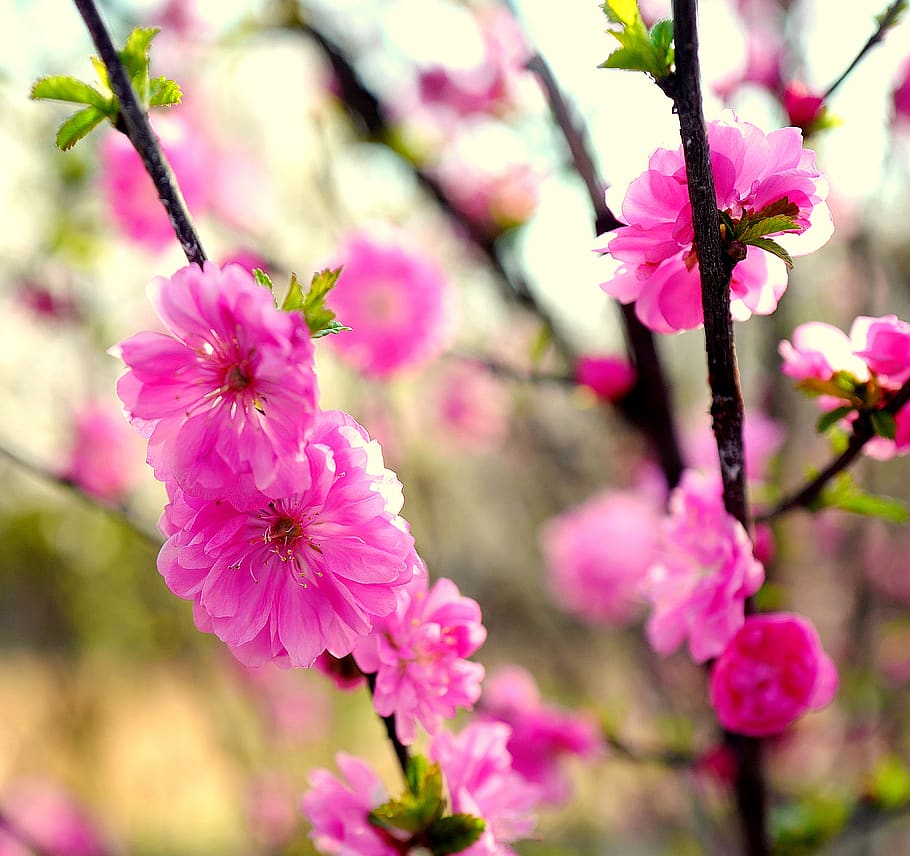 flower, red, summer, beautiful, flowers, plants, nature, mohngewaechs HD wallpaper