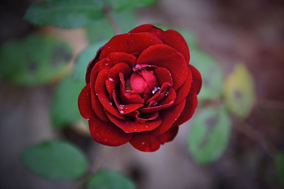 rose, red rose, flower, love, nature, romantic, flowers, beauty, HD wallpaper