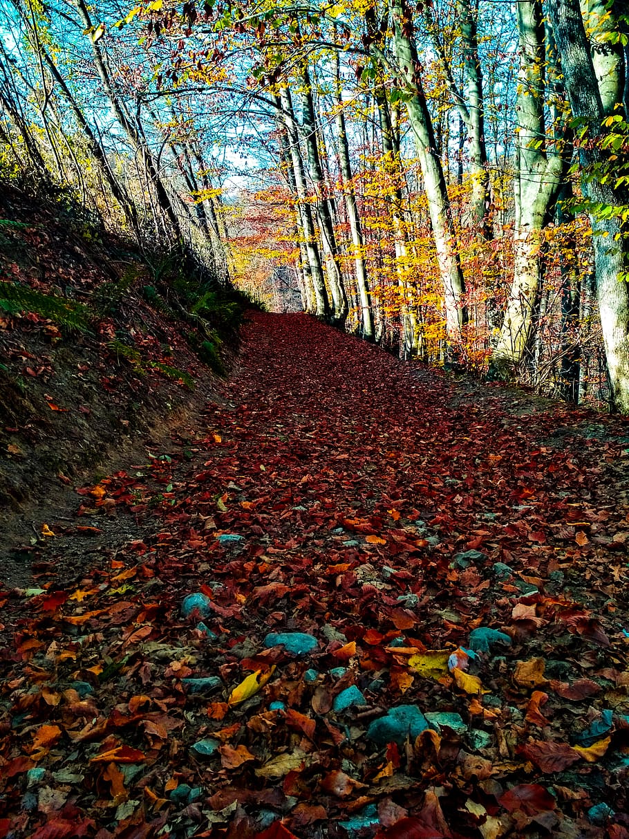 forest, trees, nature, autumn, color, plant part, leaf, change HD wallpaper