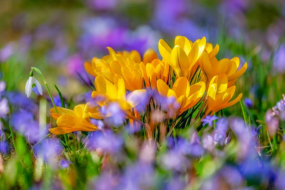 crocus, flower, blossom, bloom, yellow, flora, spring, nature HD wallpaper