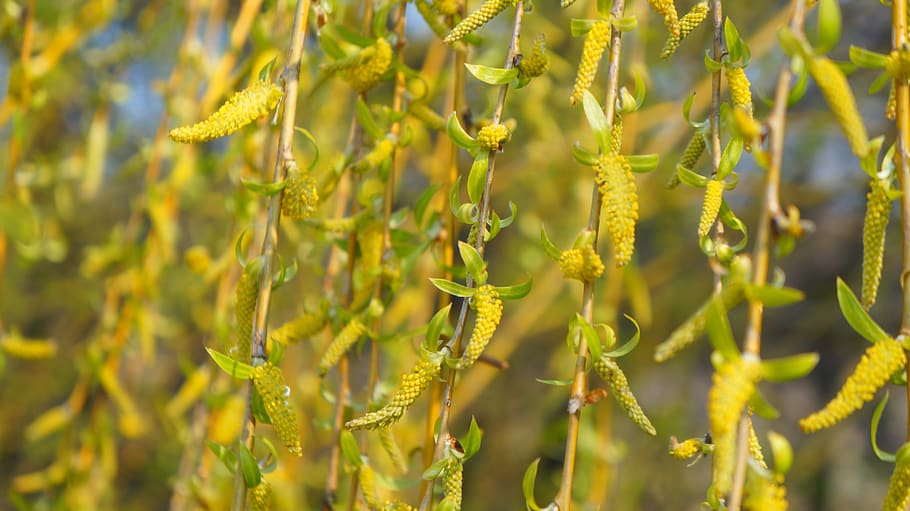 nature, plant, tree, willow, crying, sprig, hanging, green HD wallpaper