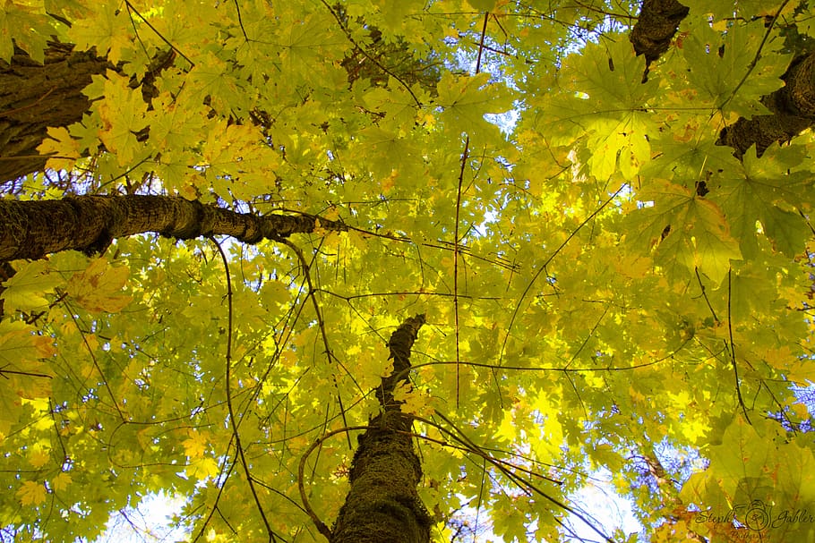 fall, leaves, tree, nature, green, autumn, colorful, forest HD wallpaper