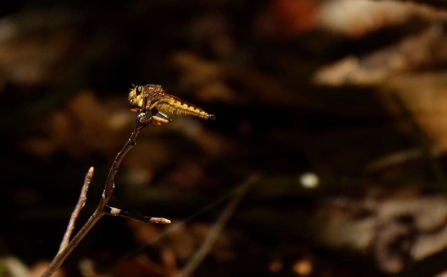 insect, twig, bug, woods, no people, close-up, animal themes HD wallpaper