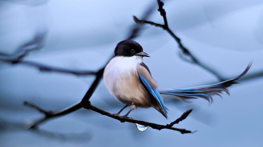 Blue-winged Long-tailed Bird Perching on Branch of Tree, animal HD wallpaper